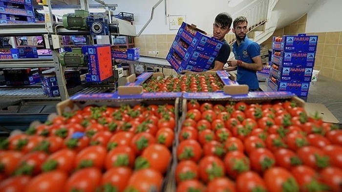 Украина импортировала рекордное количество помидоров и огурцов