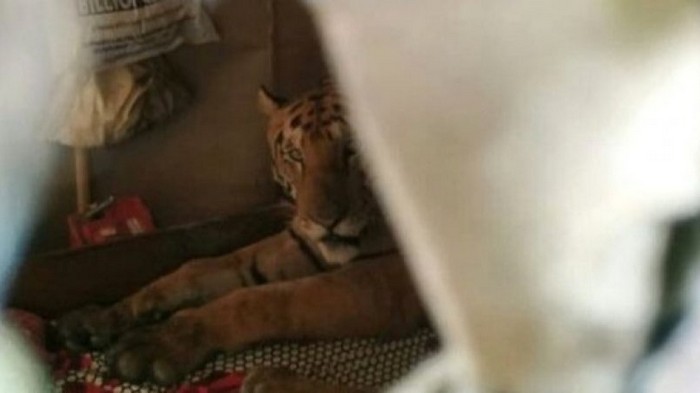 В Индии тигрица, которая спасалась от наводнения, залезла в дом и проспала весь день в постели