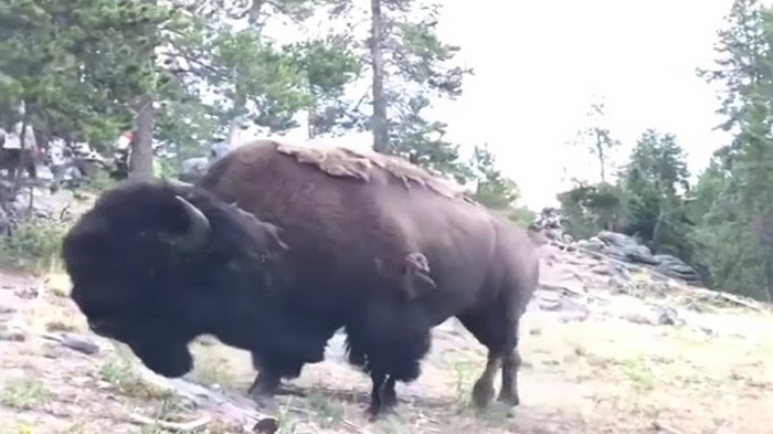 В США разъяренный бизон подбросил девочку в воздух (видео)