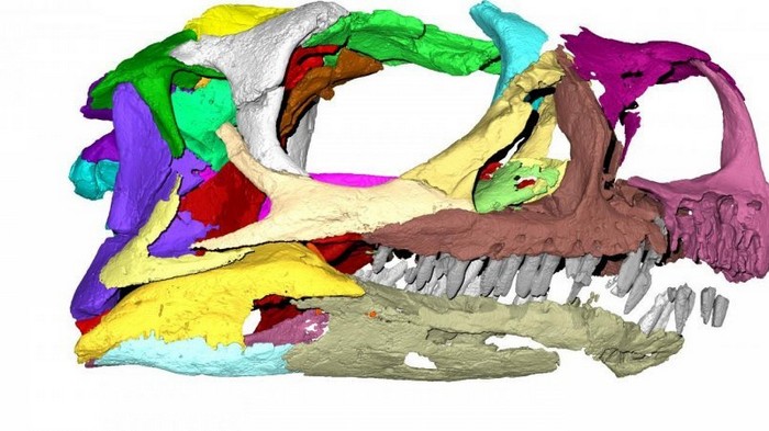 Аспирантка обнаружила новый вид динозавров в хранилищах университета