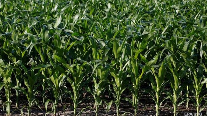 Украина вытесняет США с рынка кукурузы Китая − СМИ
