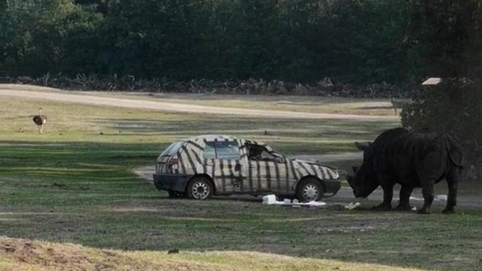 В Германии носорог атаковал автомобиль (видео)