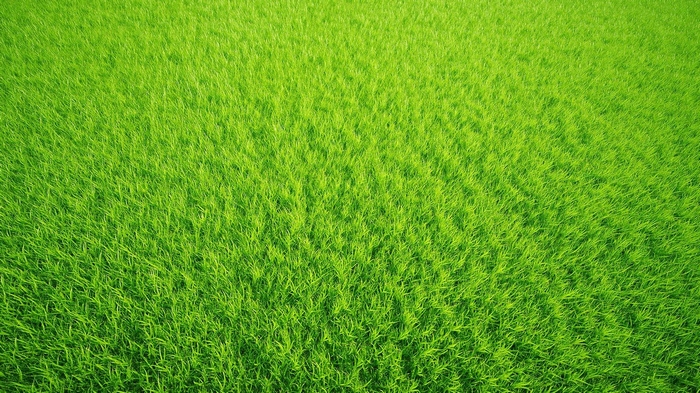 Красивый газон – правила выбора газонной травы