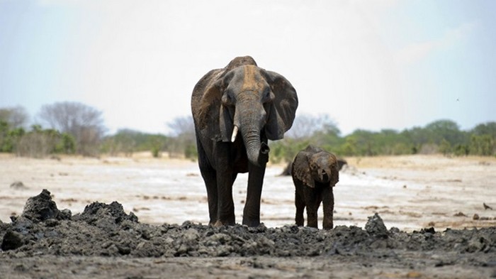 В Зимбабве из-за голода погибли 55 слонов