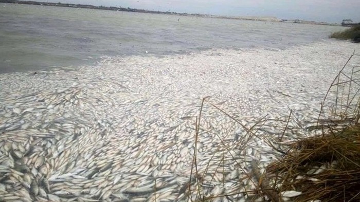 Названа причина массовой гибели рыбы в Херсонской области
