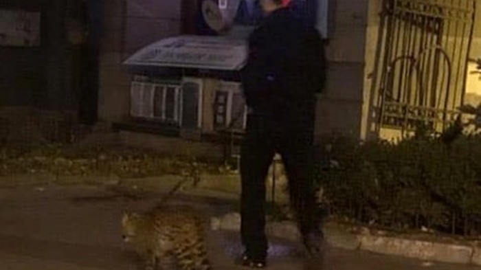 В Киеве заметили мужчину, спокойно выгуливавшего леопарда (фото)