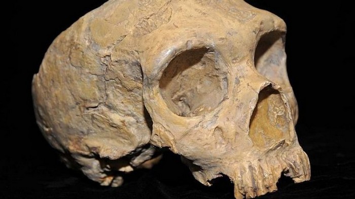 Ученые предложили новую гипотезу вымирания неандертальцев