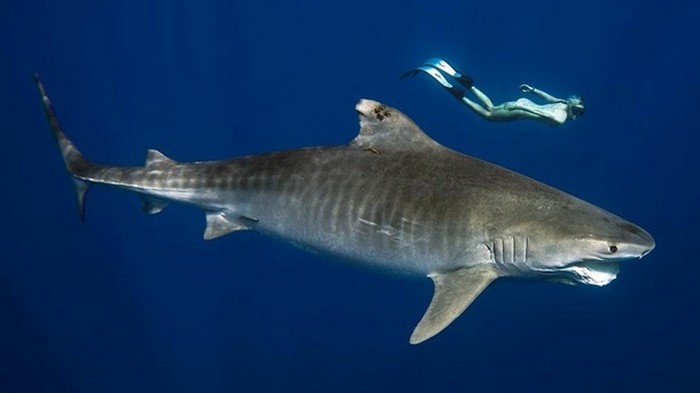 Дайвер, плавающая с акулой-людоедом, испугала Сеть