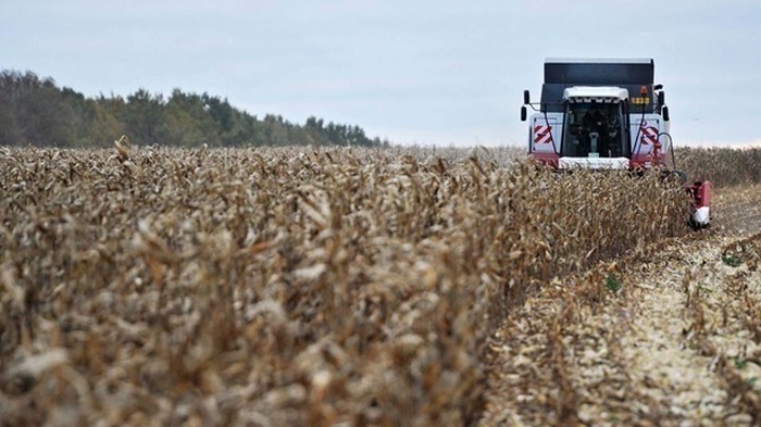 Урожай зерновых в Украине ожидается выше прогноза