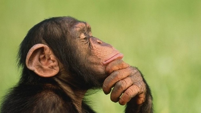 Шимпанзе поймали за стиркой футболки: забавное видео