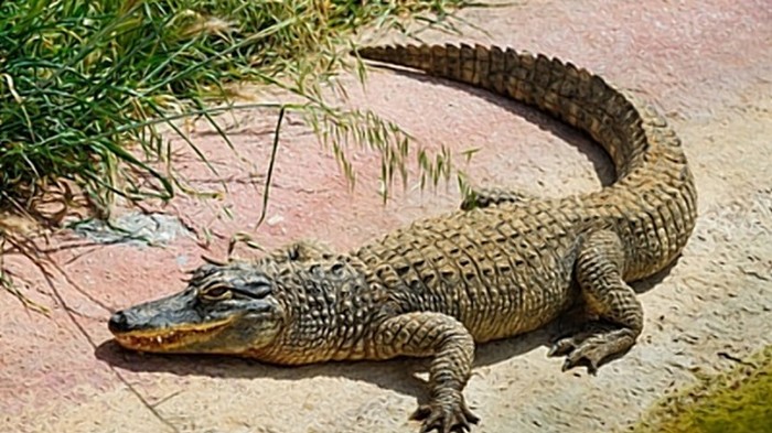 Крокодил съел мужчину, искавшего шпинат (видео)