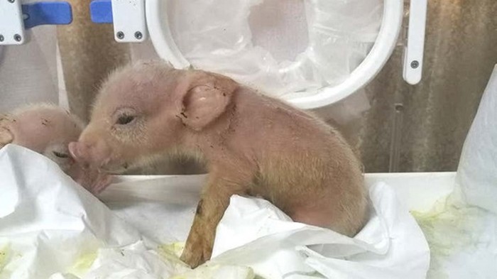 В Китае родился первый гибрид свиньи и обезьяны