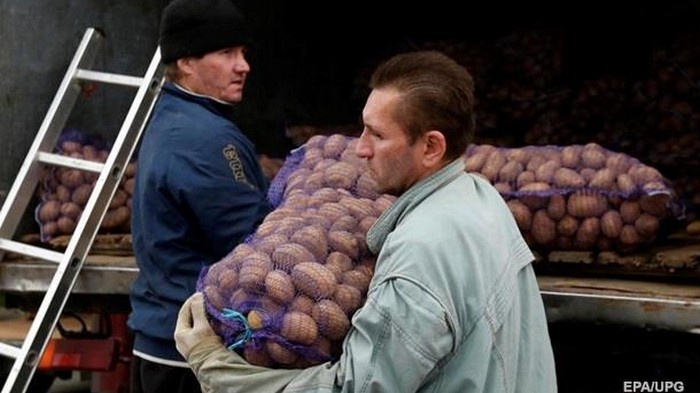 Украина увеличила импорт картофеля в 700 раз