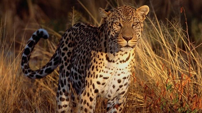В Индии леопард растерзал пятилетнего ребенка