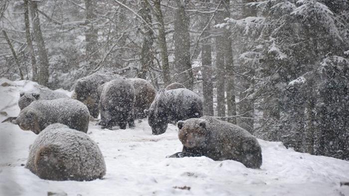 В Карпатах медведи не могут заснуть из-за рекордно теплой зимы