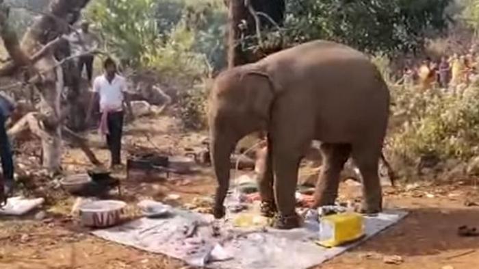 В Индии слон прогнал людей с пикника и съел еду (видео)