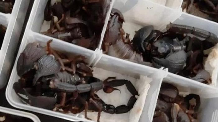 Китаец пытался пронести в самолет две сотни живых скорпионов