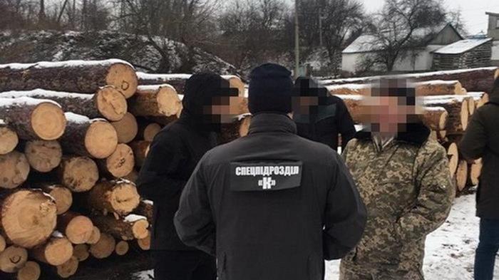 В Житомирской области чиновники украли почти две тысячи кубов леса