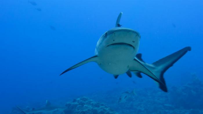 Ученые нашли акулу возрастом 340 миллионов лет: уникальные фото