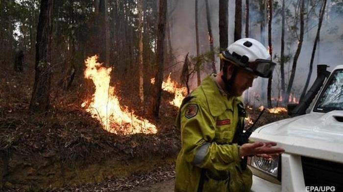Пожары в Австралии: более ста видов животных нуждаются в помощи