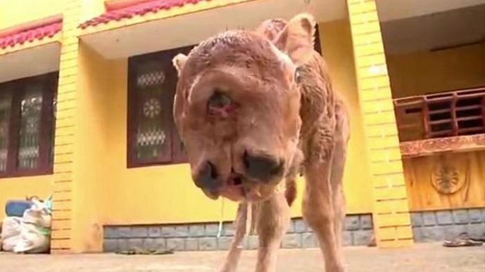 Двуликий теленок-мутант стал звездой в Индии (фото)