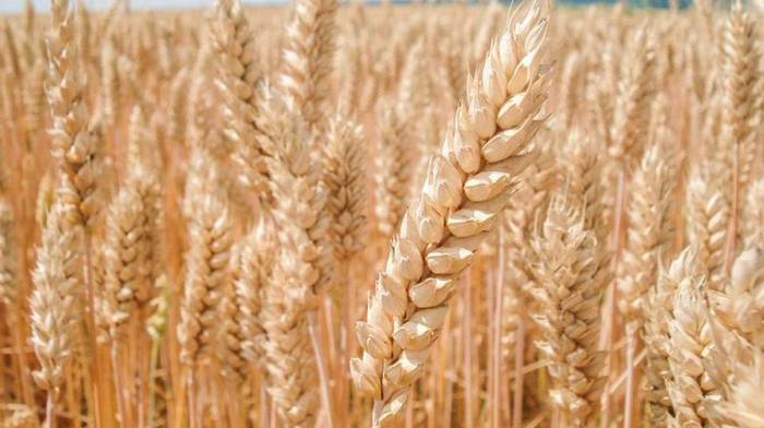 Особенности выбора и приобретения семян пшеницы в магазине Посивна