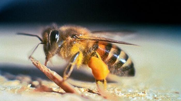 В Калифорнии из-за роя 40 тыс пчел-убийц закрыли улицу