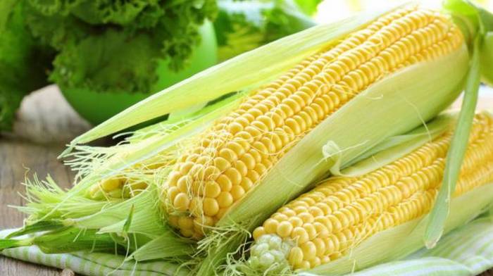Особливості вибору насіння кукурудзи