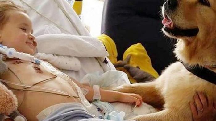 В Англии пес исцелил умирающего мальчика (фото)