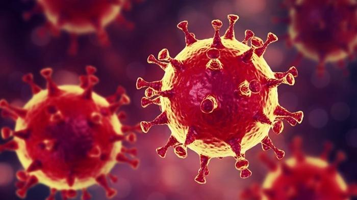 Ученые проверили версию о лабораторном происхождении коронавируса
