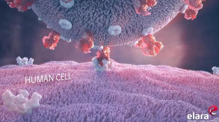 Создана визуализация атаки клеток коронавирусом (видео)