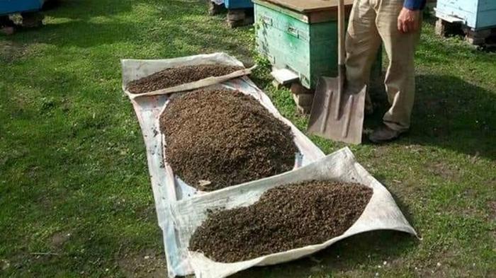 В Запорожской области массово гибнут пчелы (фото)