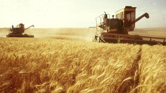 Минэкономики озвучило прогноз по урожаю зерна