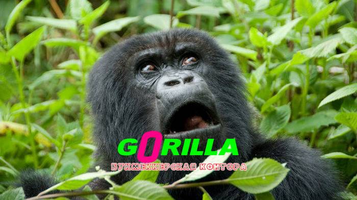 БК Горилла: выгодные ставки на киберспорт