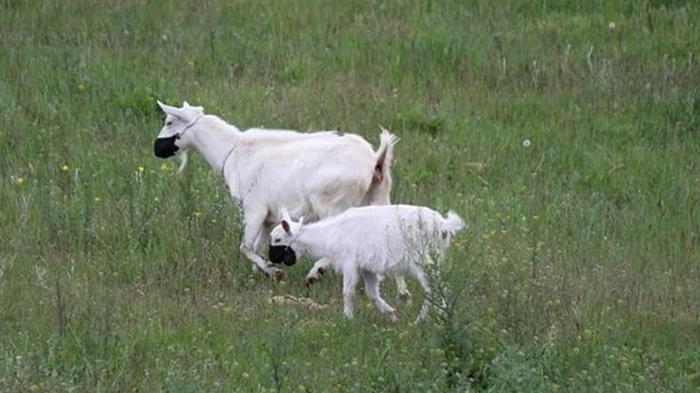 В Днепре на стадо коз надели защитные маски (фото)