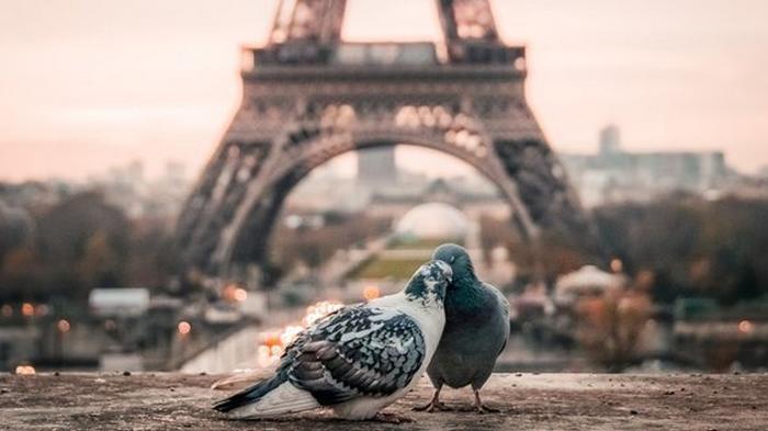Во Франции снова разрешат посещать Эйфелеву башню и Лувр