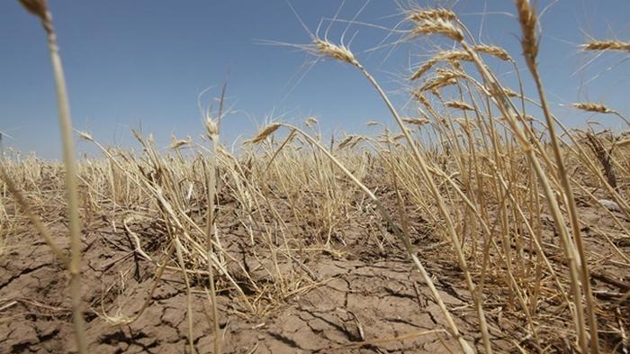 В СНБО опасаются засухи в Украине