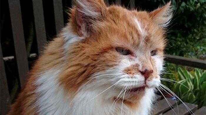 В Британии умер старейший в мире кот (фото)