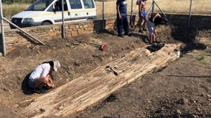 Археологи нашли в Греции дерево возрастом 20 миллионов лет (фото)