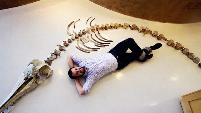 В США нашли скелет гигантского хищного дельфина
