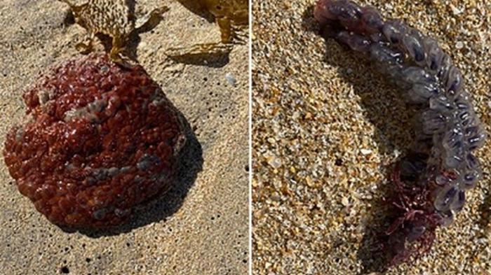 Австралийка нашла загадочное и похожее на яйца существо