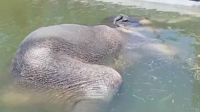 В зоопарке США слон уснул под водой (видео)