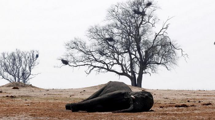 Названа причина массовой гибели слонов в Африке