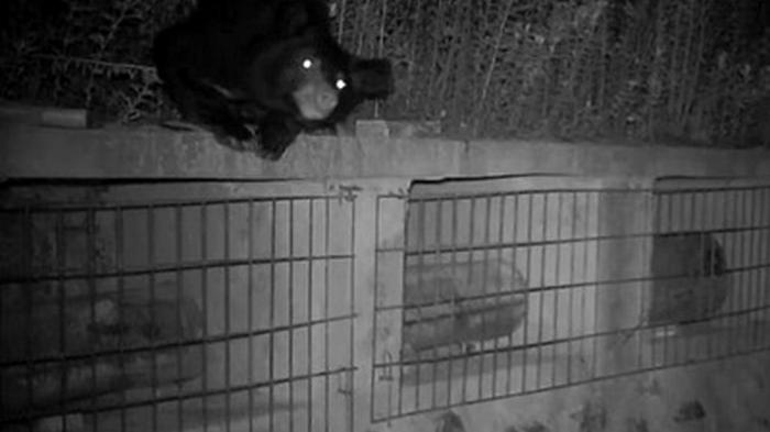 Медведь залез на пасеку и воровал мед из ульев (фото)
