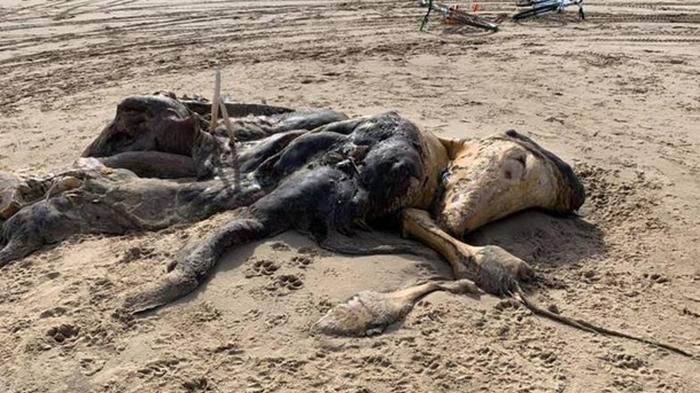На пляже нашли 4-метровую тушу неизвестного существа (фото)