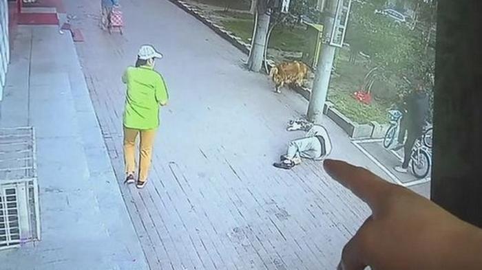 В Китае упавший с высоты кот покалечил пенсионера (видео)