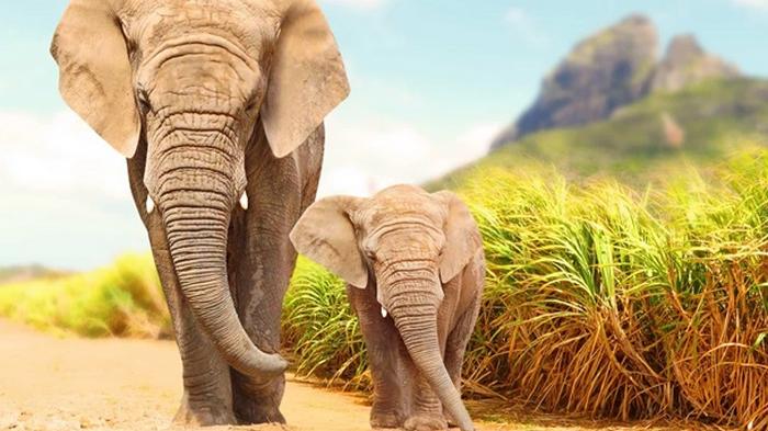 В Зимбабве загадочно погибли 11 слонов