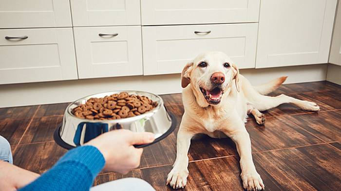 Как сделать жизнь собак и щенков лучше: незаменимые приобретения