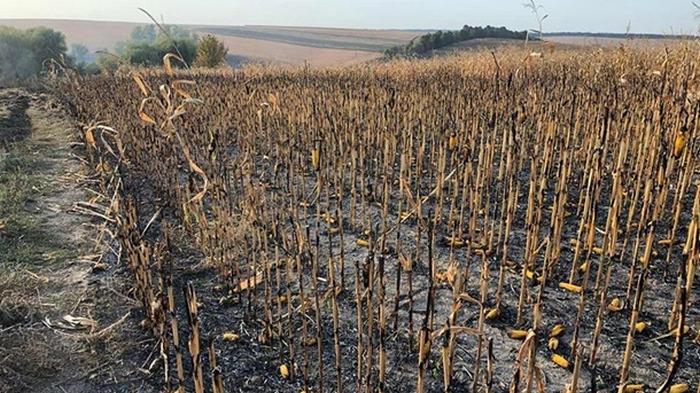 В Полтавской области загорелось 130 га кукурузы