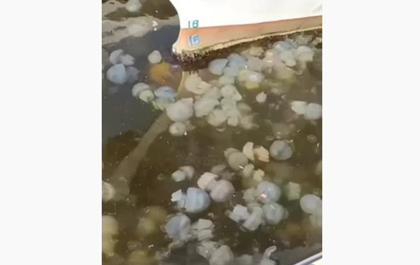 В Одессе массовое нашествие медуз (видео)